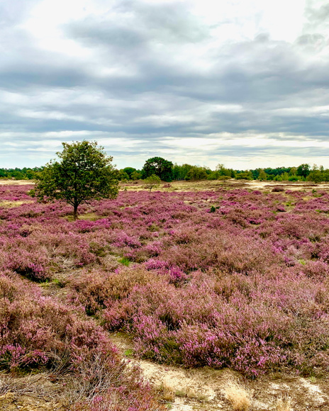 Drunense Duinen Olivier Bruininck